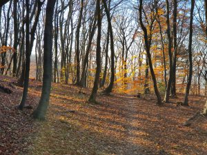Foto aus „Mein Revier im Herbst“