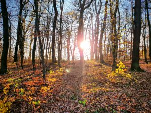 Foto aus „Herbstimpressionen“