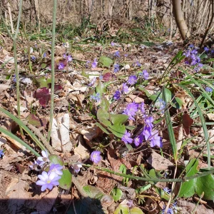 Foto aus „Trail-Run Bisamberg“