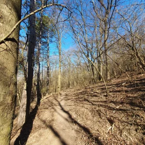 Foto aus „Trail-Run Bisamberg“