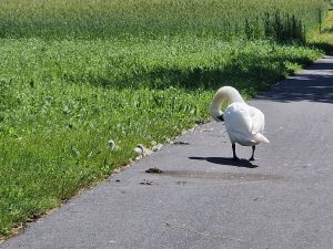 Foto aus „Meine Tour d’Autriche: in 3,5 Tagen quer durch Österreich“