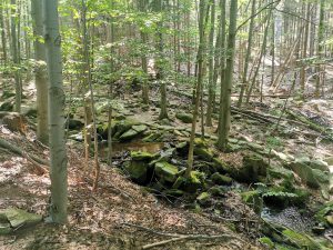 Foto aus „Bike-Road-Trip durch tschechisch-polnische Trailparks“