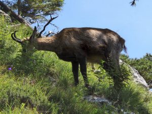 Foto aus „XTERRA und Bergerlebnisse im Salzkammergut“